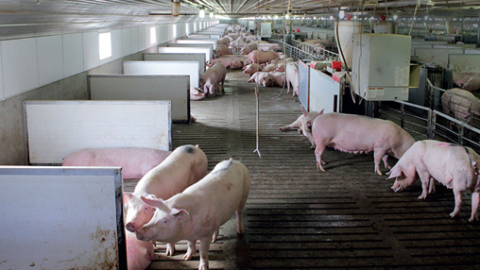 agricultura-alimentacion-Industrias-pureti