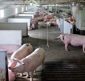 agricultura-alimentacion-Industrias-pureti