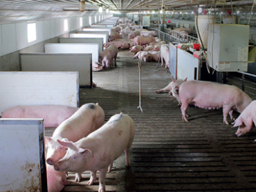 agricultura-alimentacion-Industrias-pureti