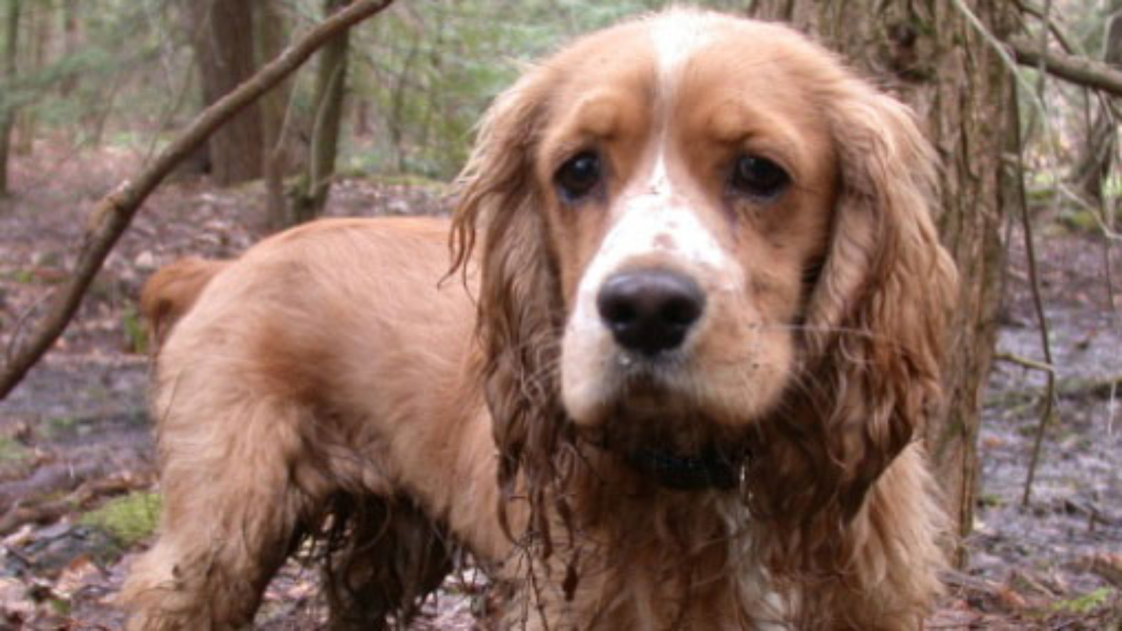 eliminacion-de-olores-pureti-argentina