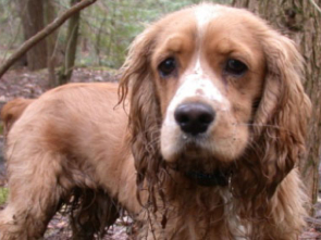 eliminacion-de-olores-pureti-argentina