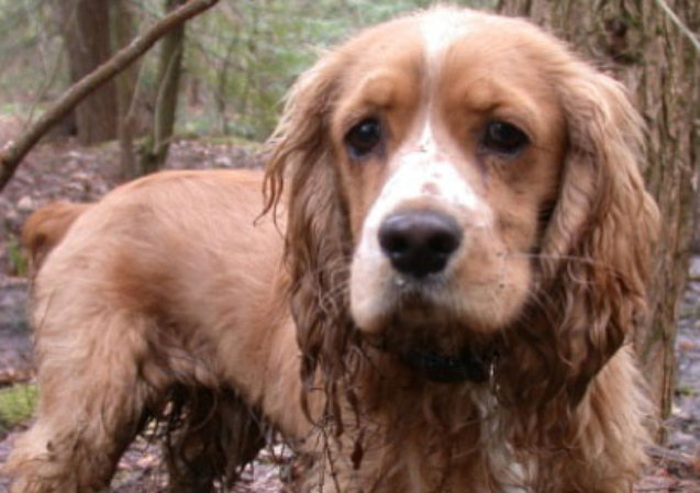 eliminacion-de-olores-pureti-argentina